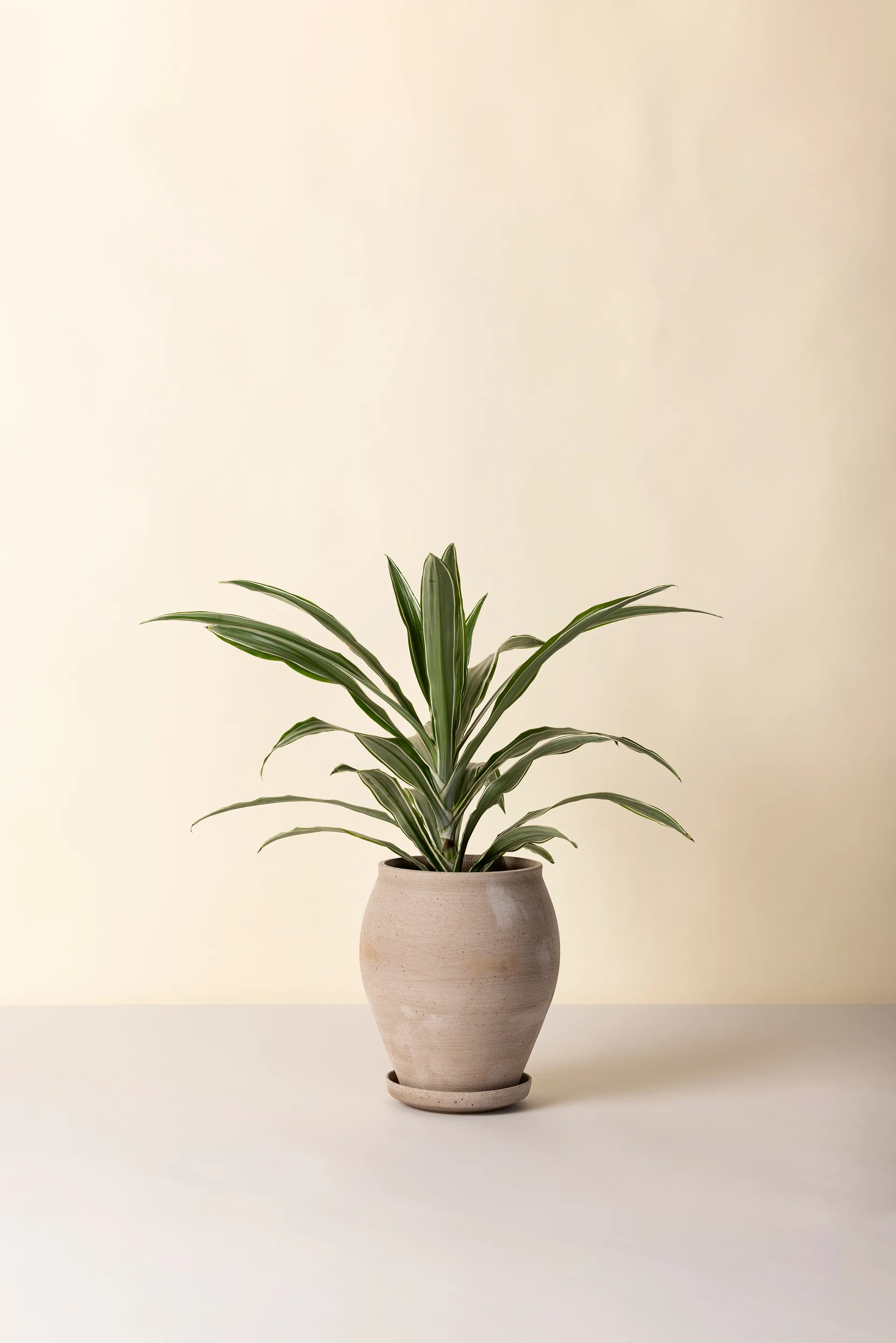 Delphi kruka med fat 2 delar, Grey, Ø22 cm, tall Bergs Potter