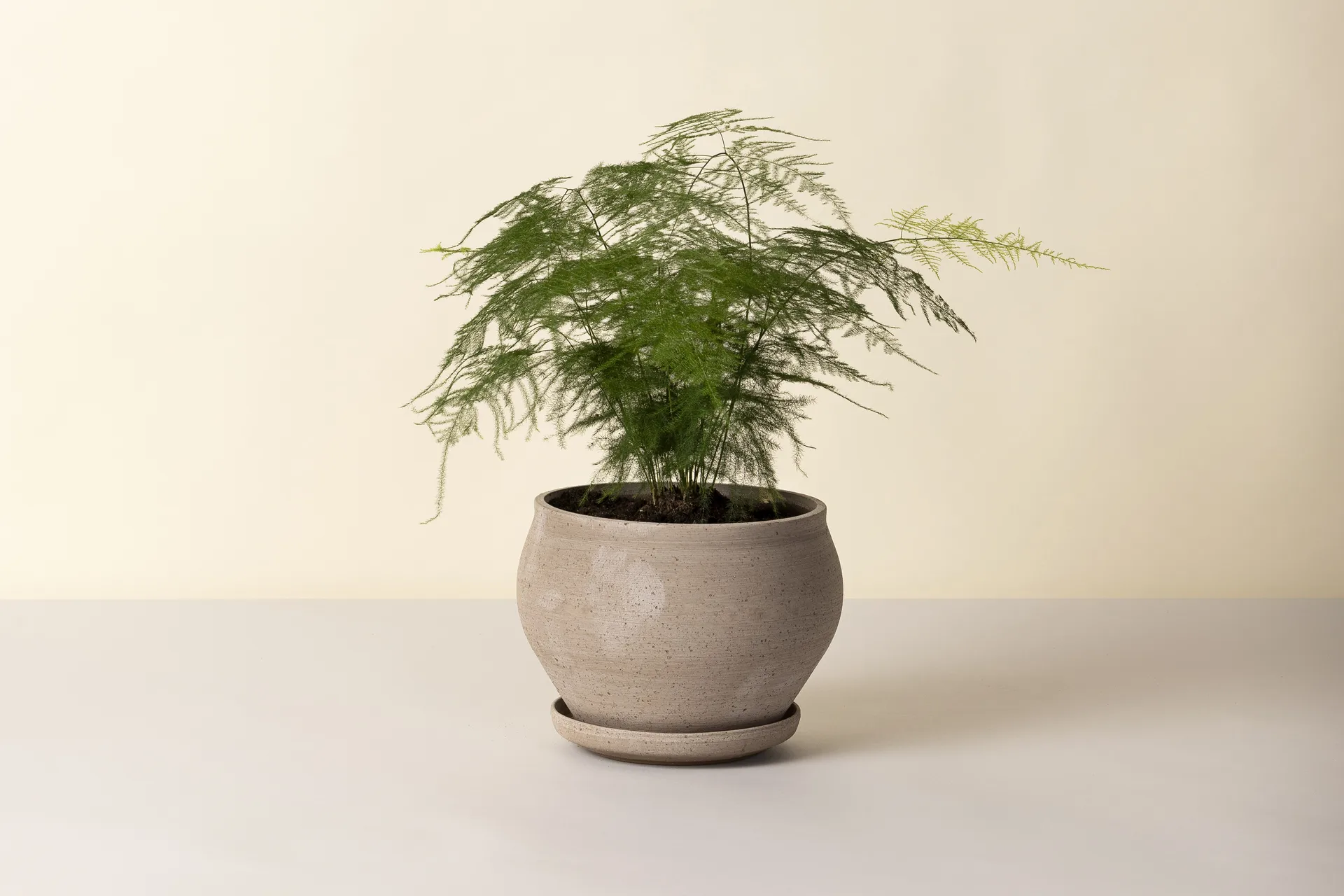 Delphi kruka med fat 2 delar, Grey, Ø24 cm, low Bergs Potter