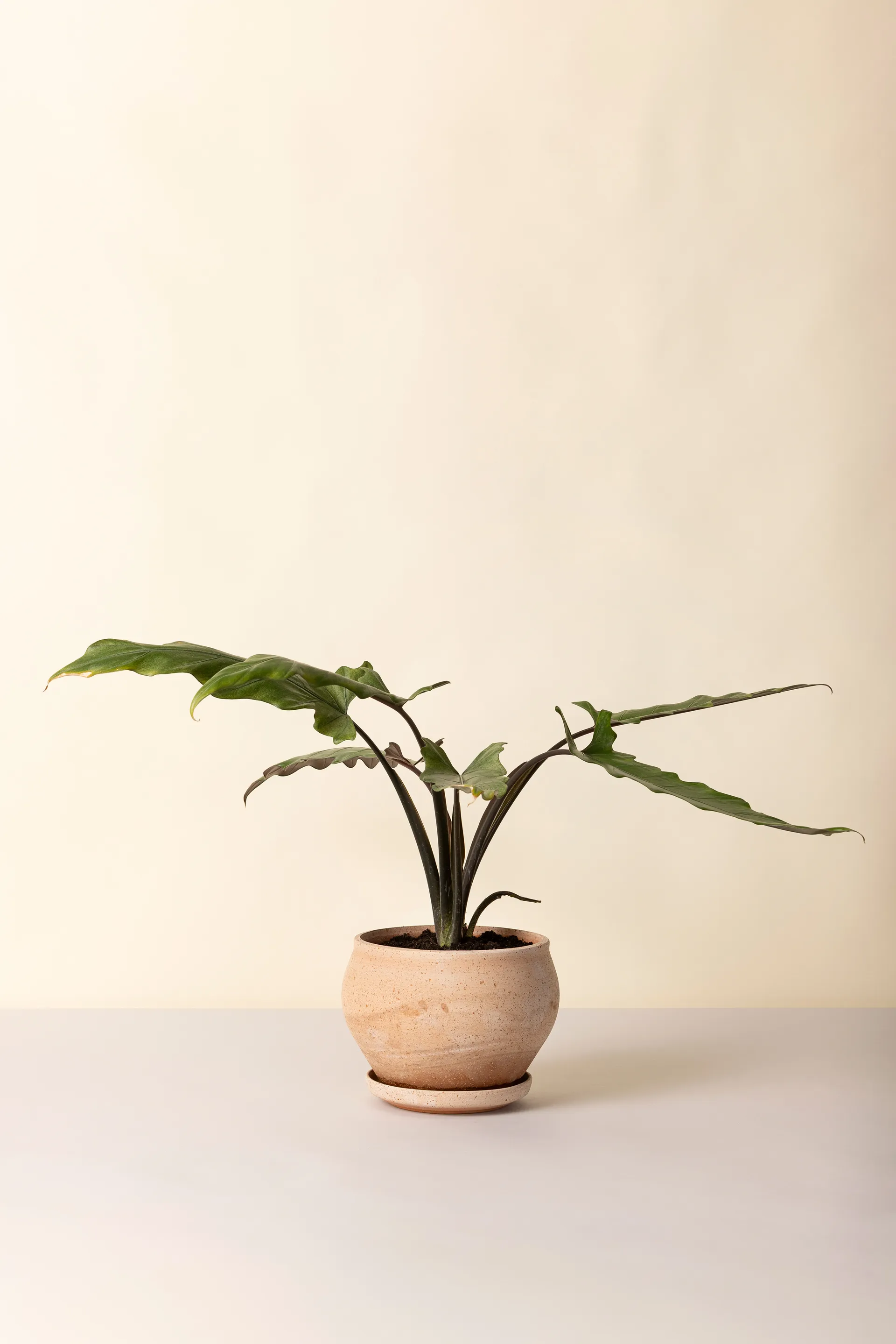 Delphi kruka med fat 2 delar, Rosa, Ø24 cm, low Bergs Potter