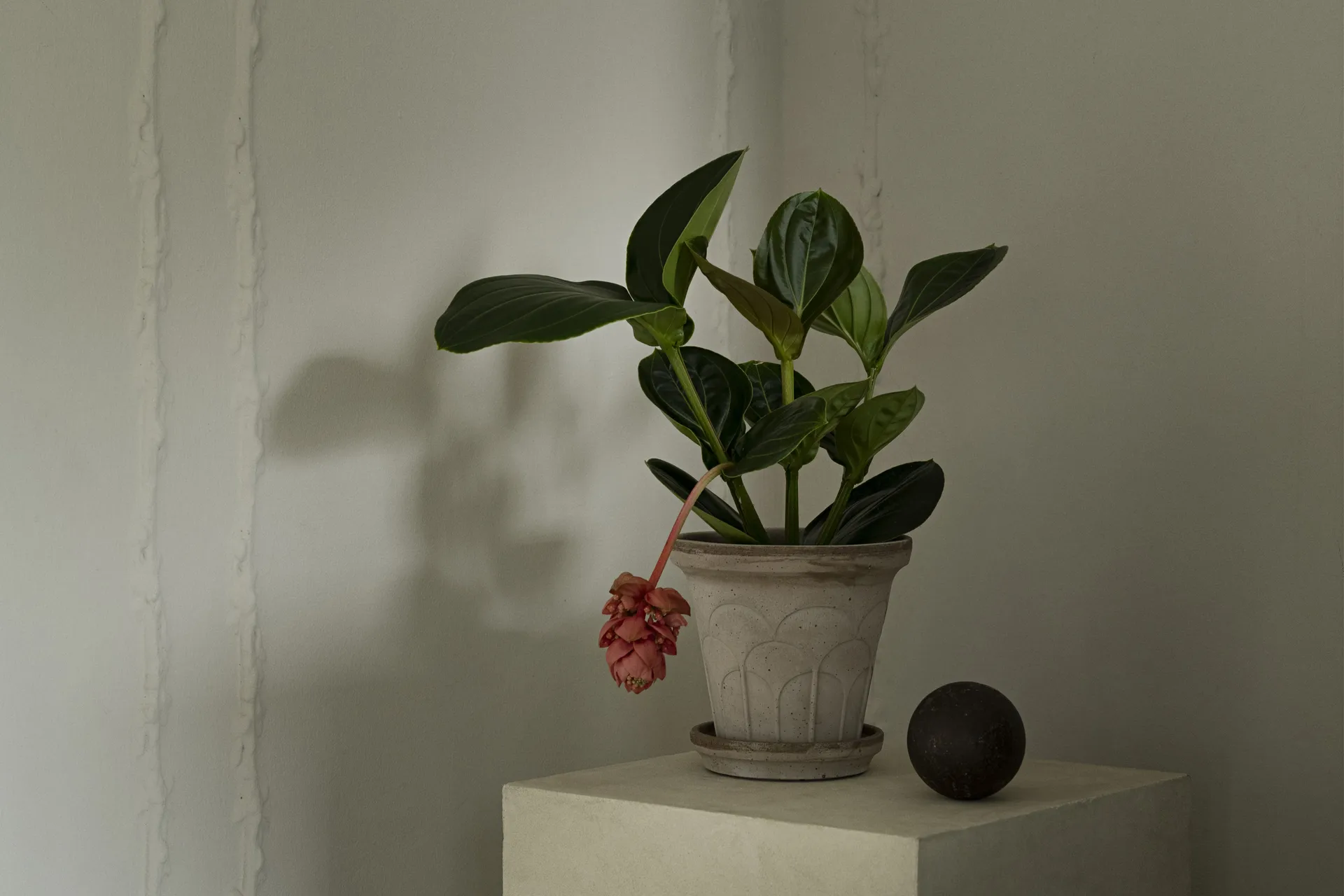 Fleur kruka med fat 2 delar, Grey, Ø18 cm Bergs Potter