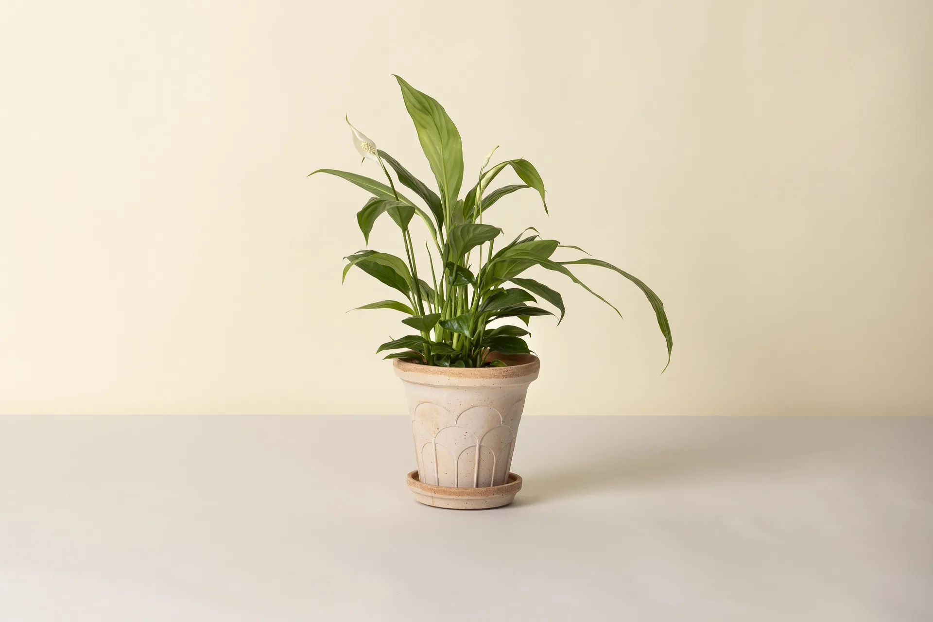 Fleur kruka med fat 2 delar, Rosa, Ø16 cm Bergs Potter