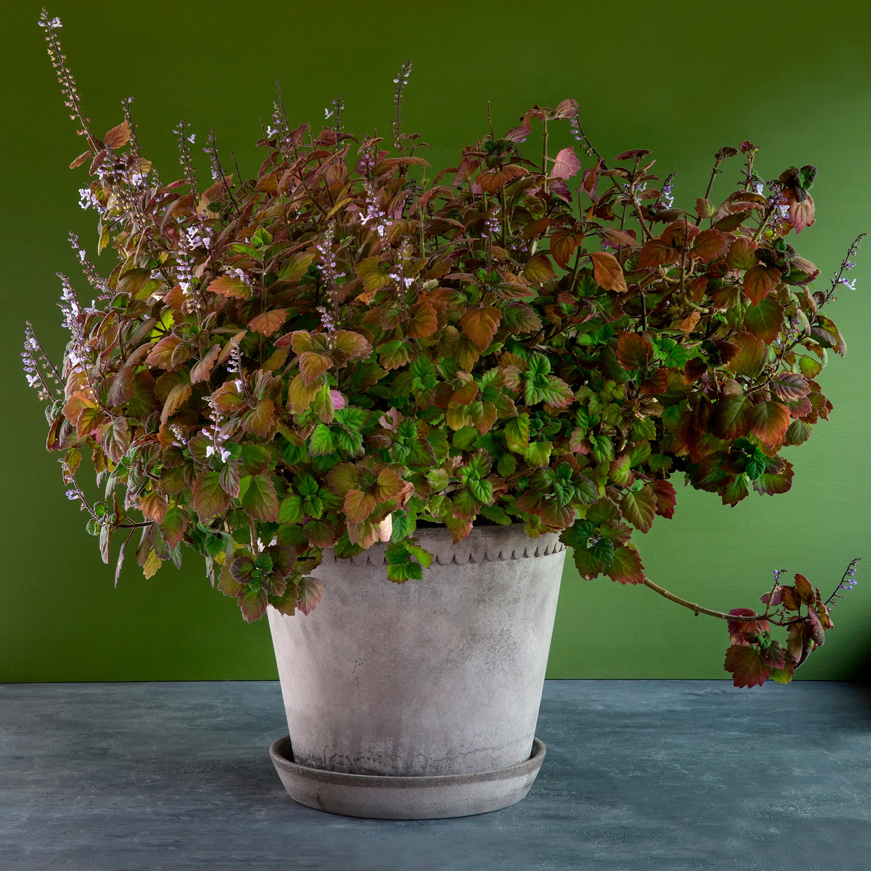 Helena kruka Ø21 cm, Grå Bergs Potter