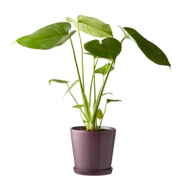 Bitz kruka med fat Ø14 cm - Lila-svart - Bitz