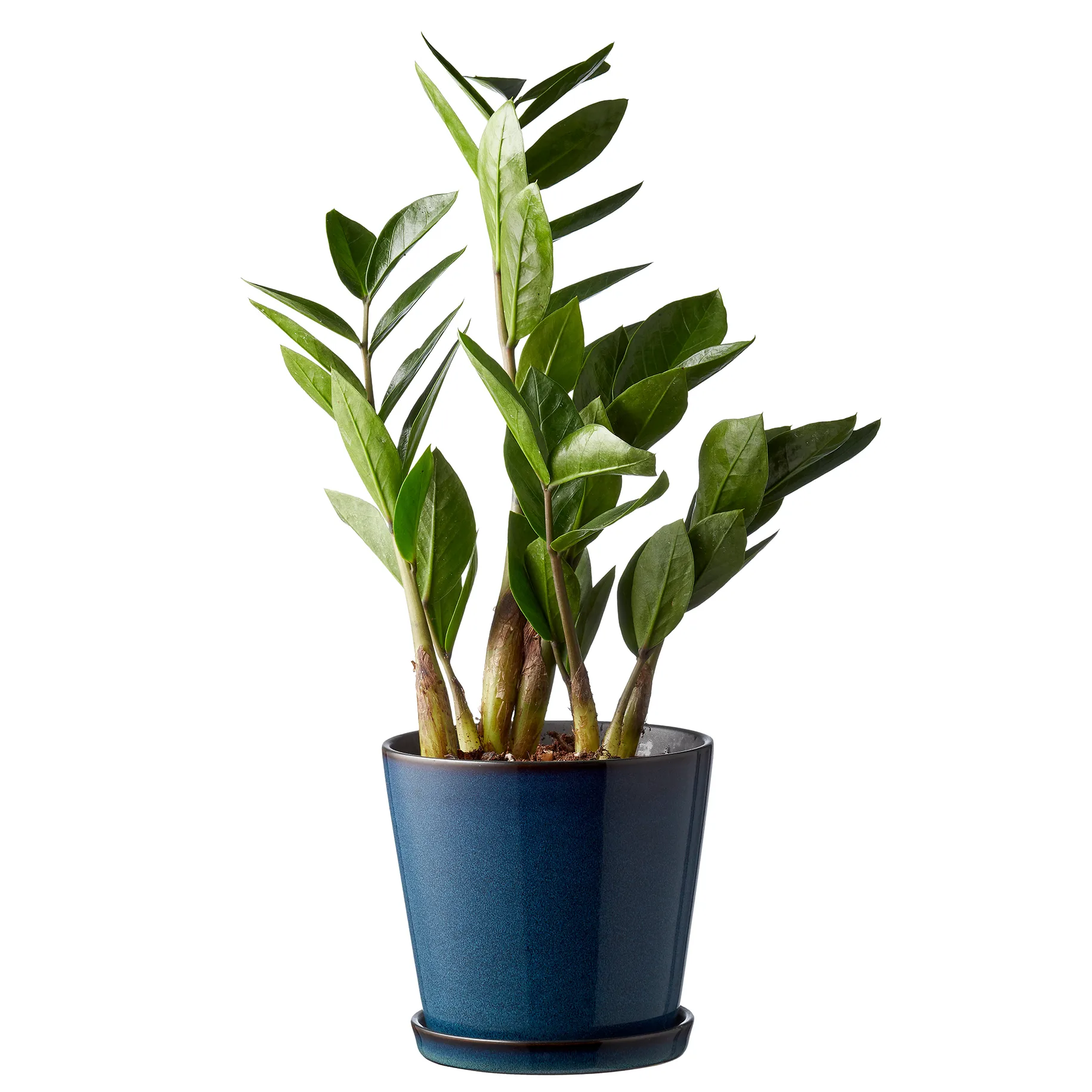 Bitz kruka med fat Ø14 cm, Mörkblå-svart Bitz