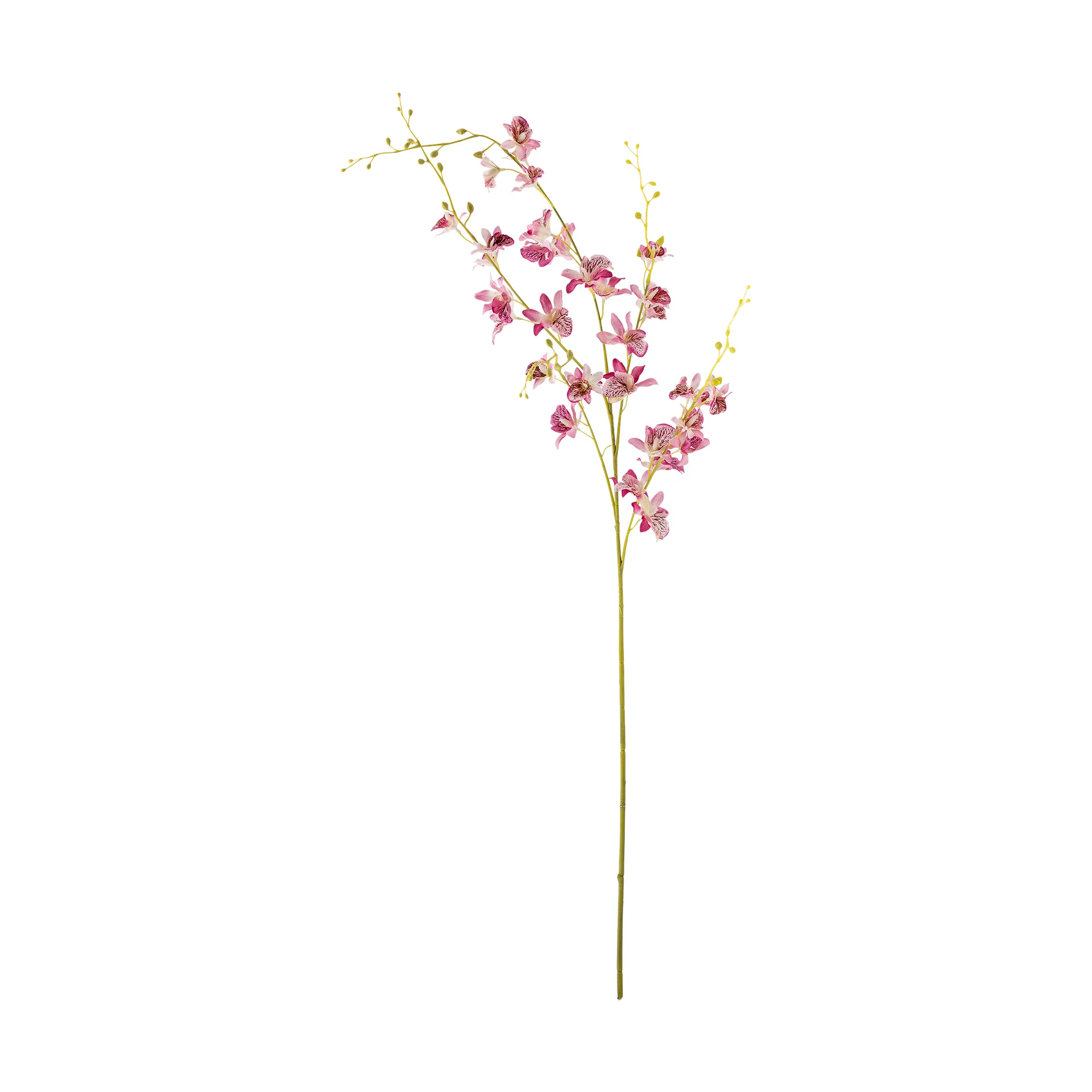 Stem orkidé vaxblomma, Pink Bloomingville