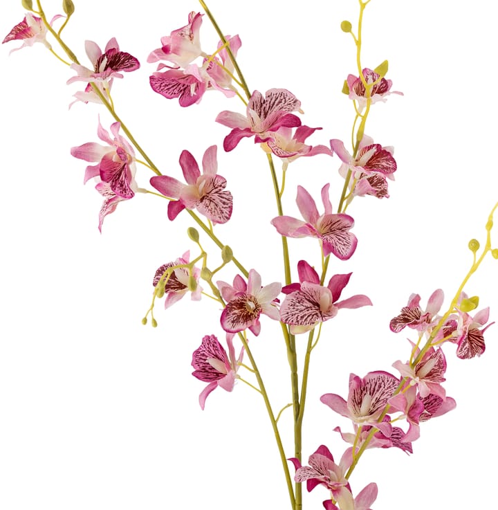 Stem orkidé vaxblomma, Pink Bloomingville