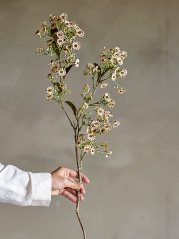 Stem vaxblomma - Vit - Bloomingville