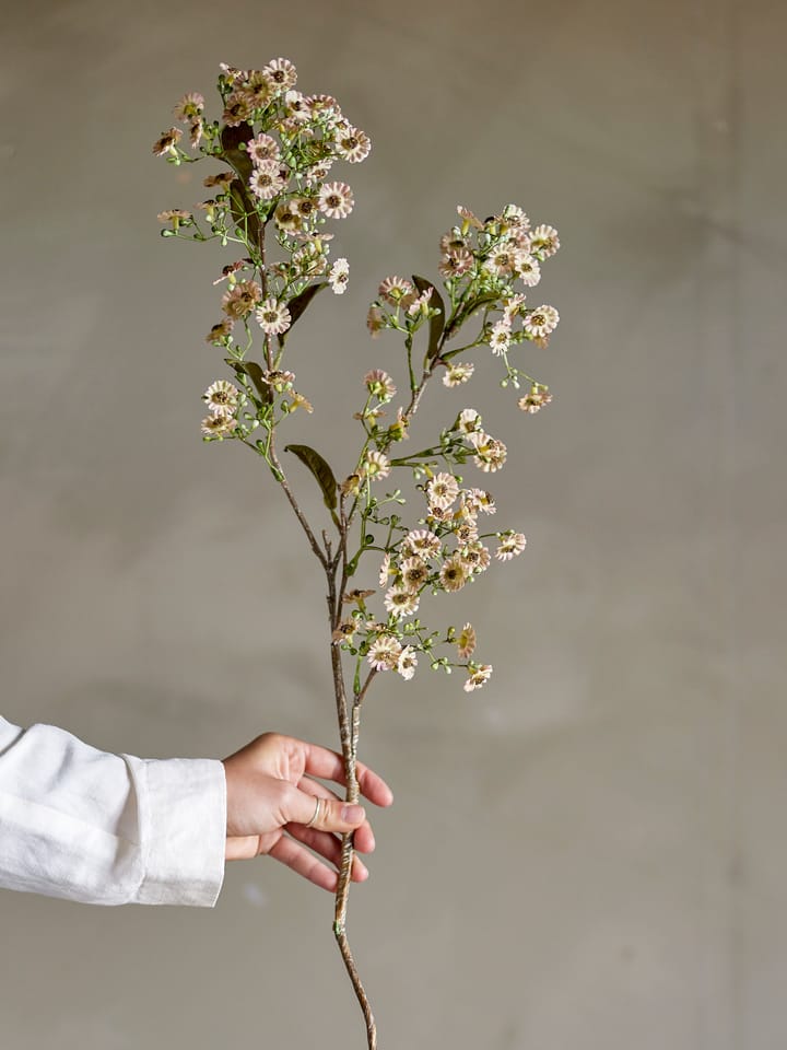 Stem vaxblomma, Vit Bloomingville