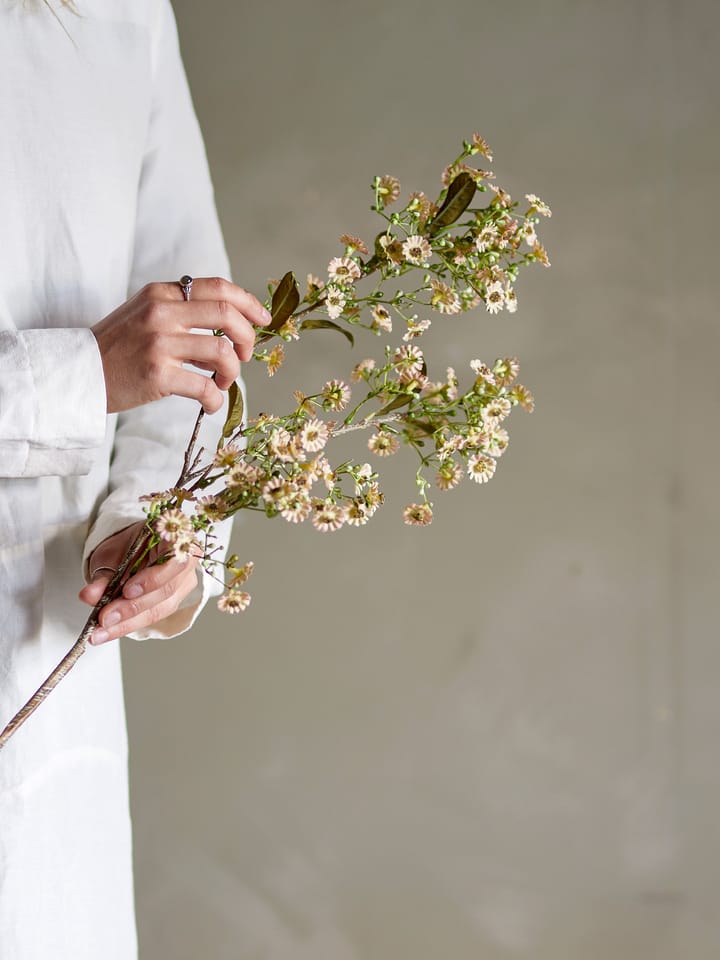 Stem vaxblomma, Vit Bloomingville