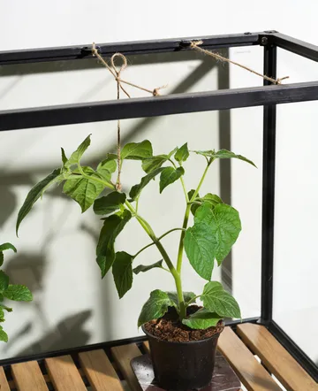 Grower Greens växtskåp - Svart, 81x137 cm - Brafab