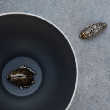 Salt- & pepparkar skalbaggar - brun - By On