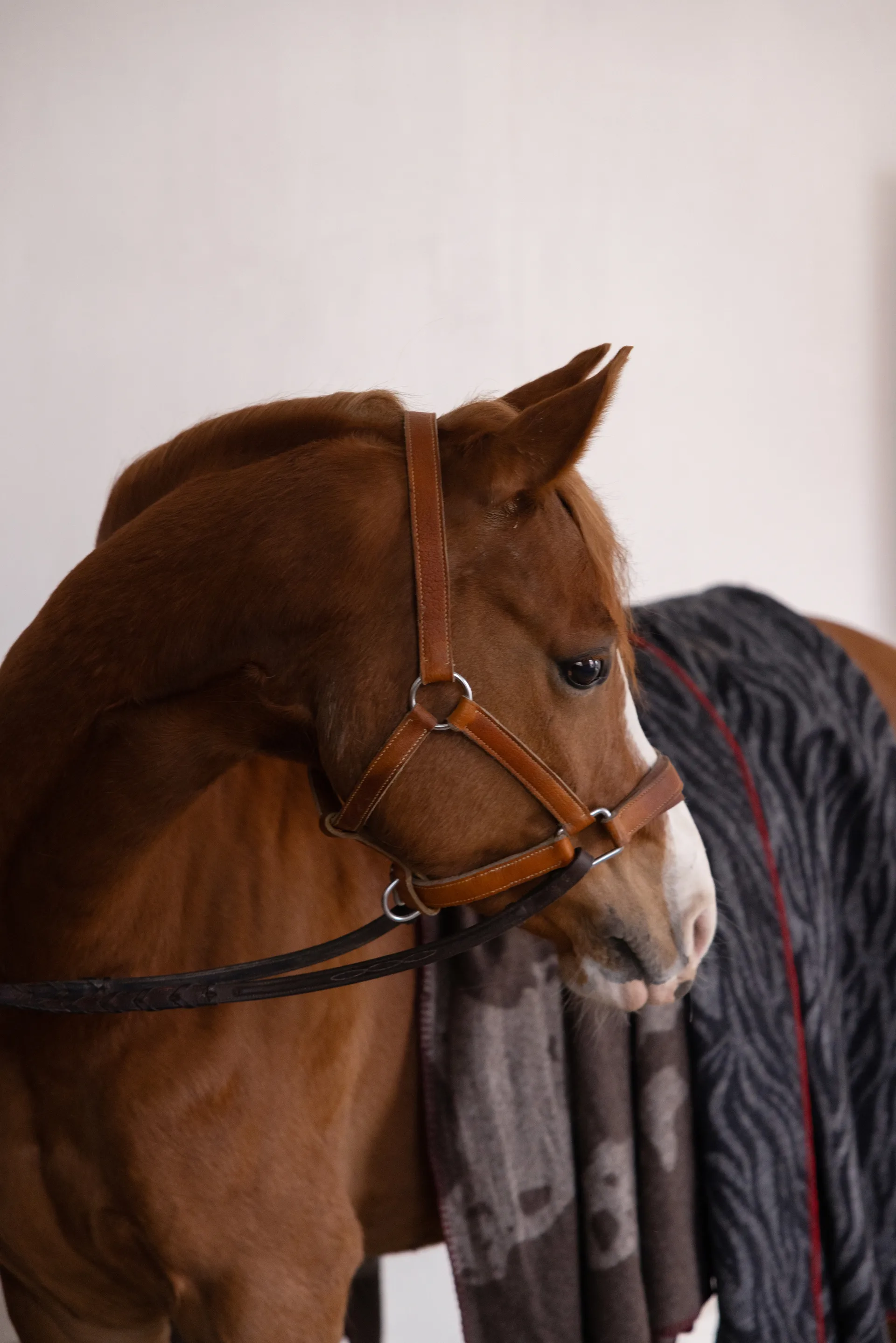 Anima filt 130x200 cm, Zebra Byon