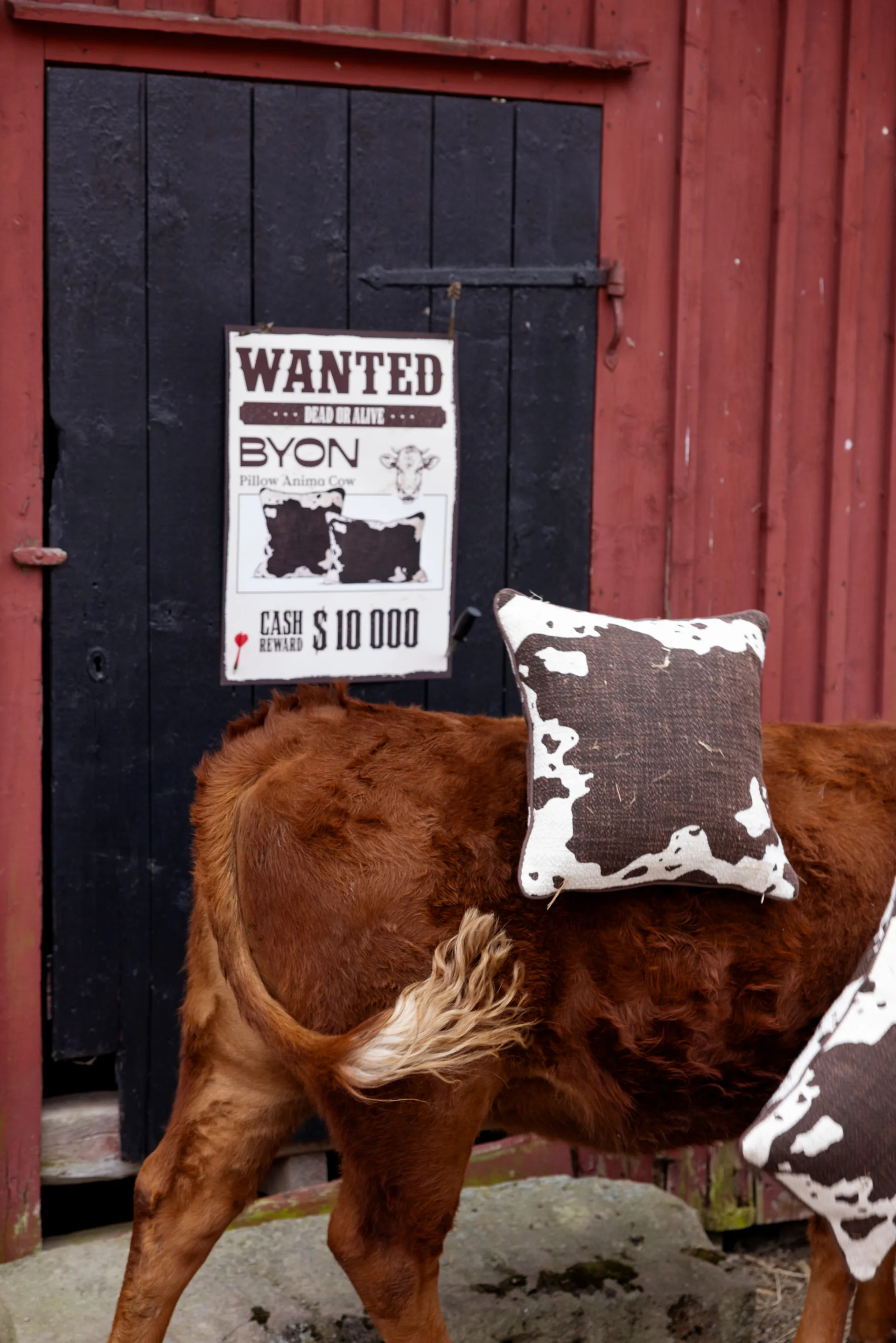 Anima kudde M 50x50 cm, Cow Byon