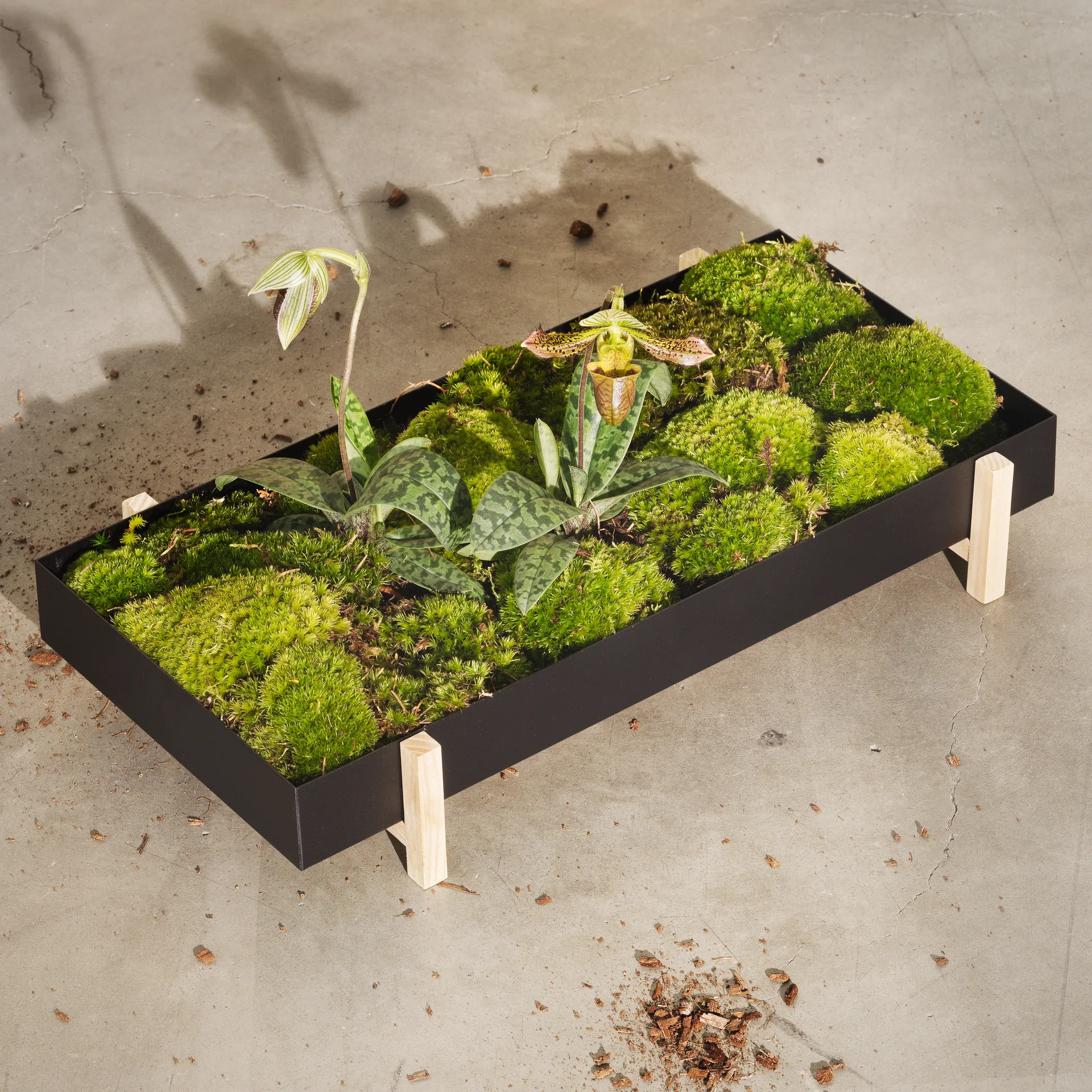Botanic Flower Tray blomsterbricka, svart Design House Stockholm
