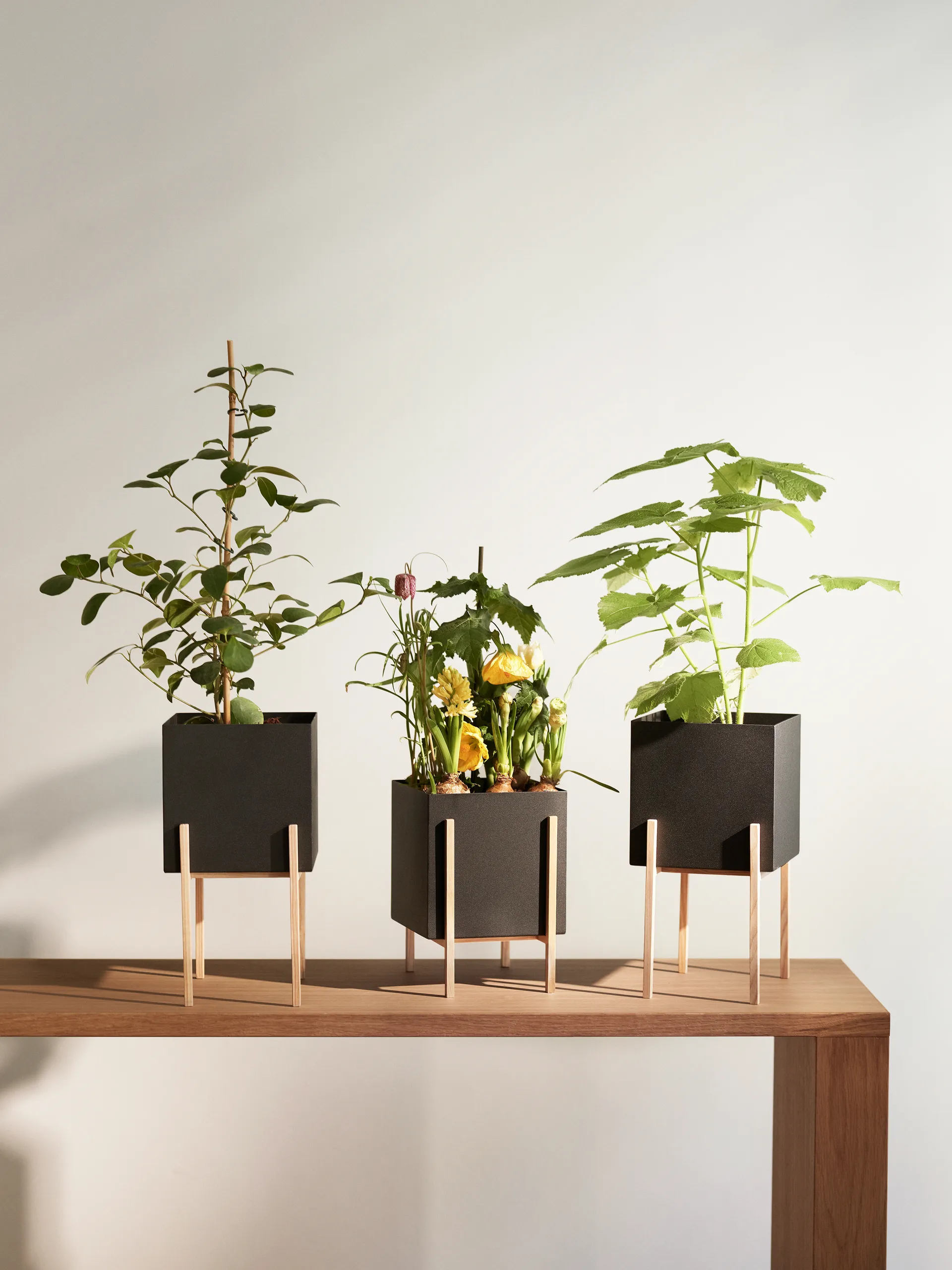 Botanic pot kruka, Svart-ask Design House Stockholm