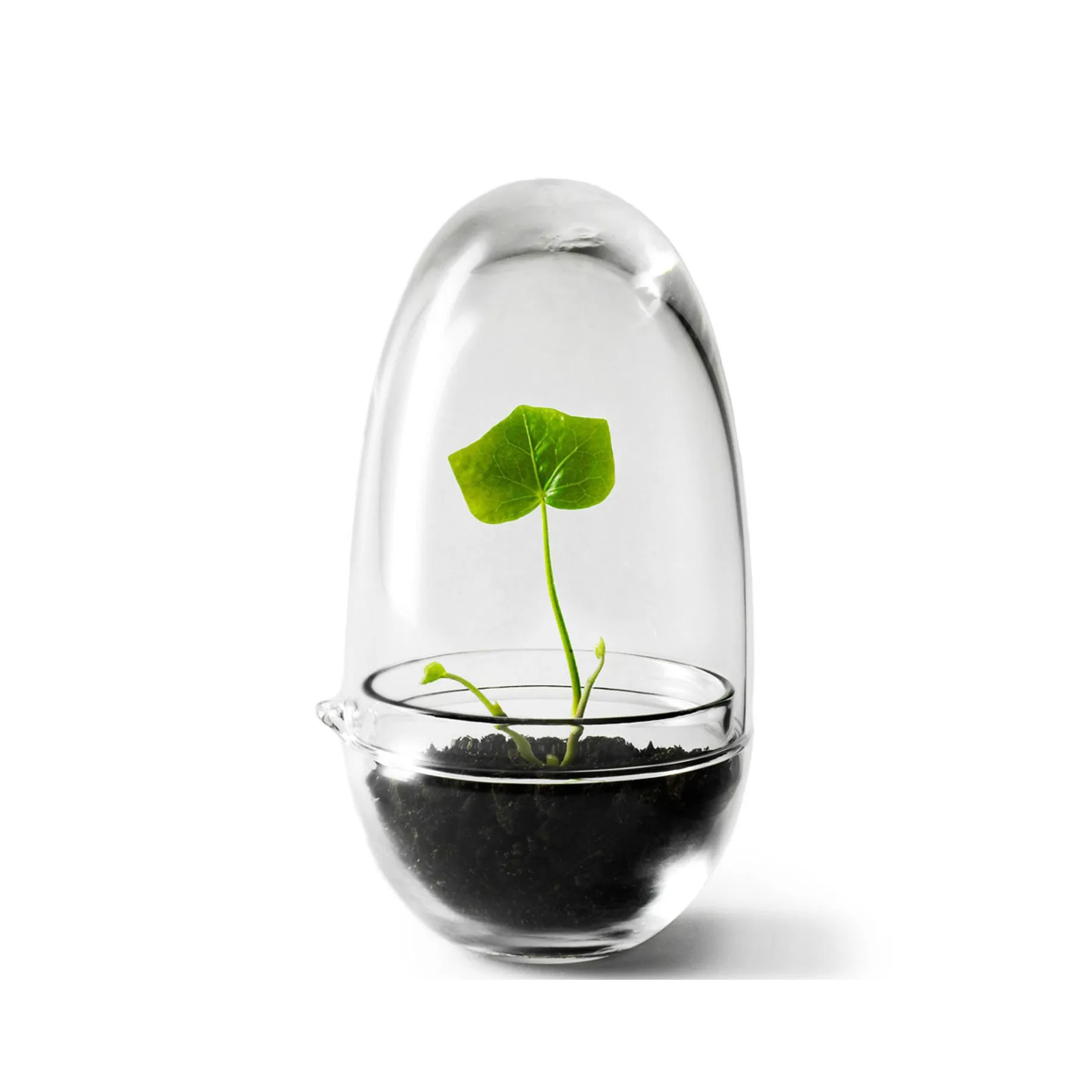 Grow odlingskupa, small Ø8 cm Design House Stockholm