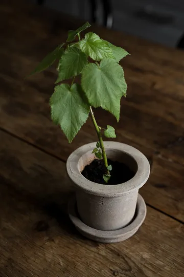 Ernst terrakotta kruka med fat - Ø12x10 cm - ERNST