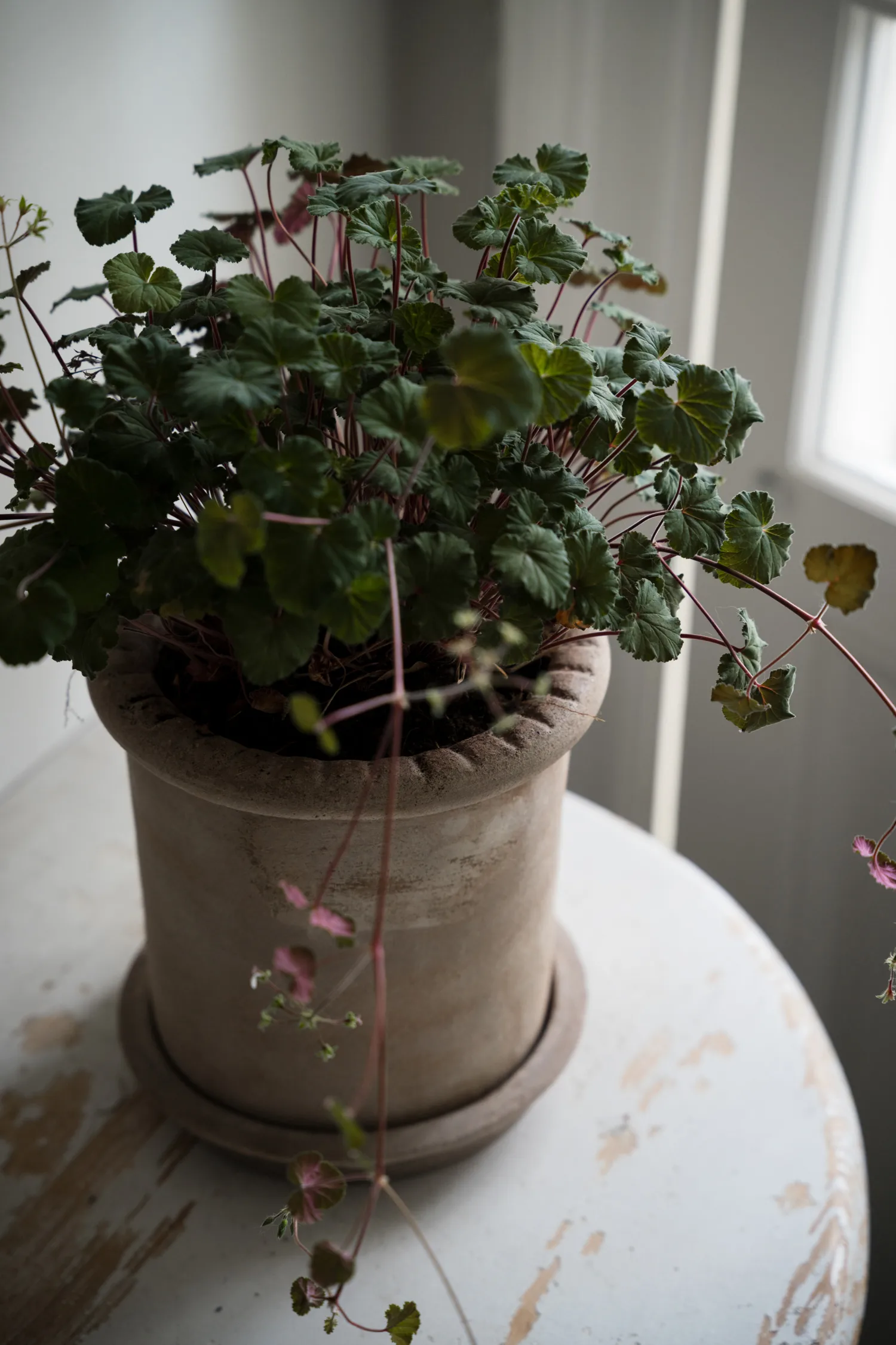 Ernst terrakotta kruka med fat, Ø20x20 cm ERNST