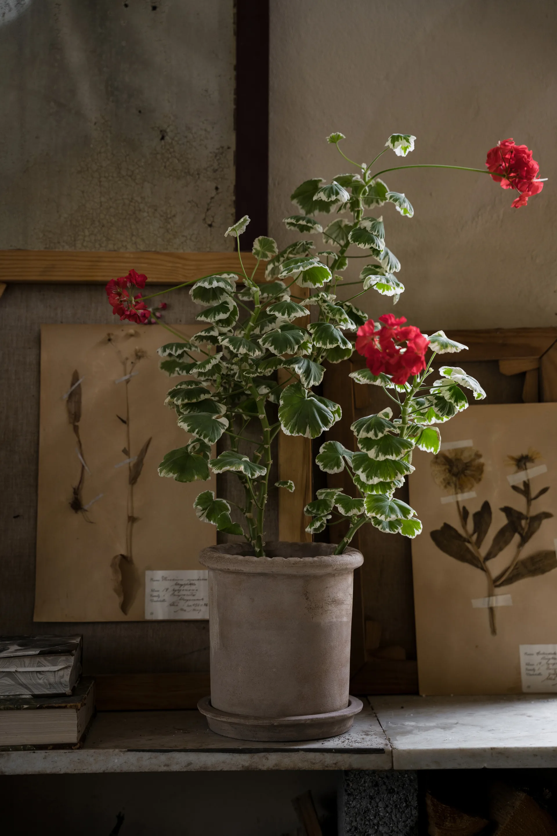 Ernst terrakotta kruka med fat, Ø20x20 cm ERNST