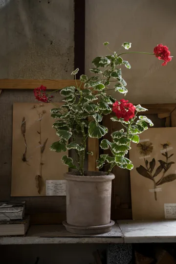 Ernst terrakotta kruka med fat - Ø20x20 cm - ERNST