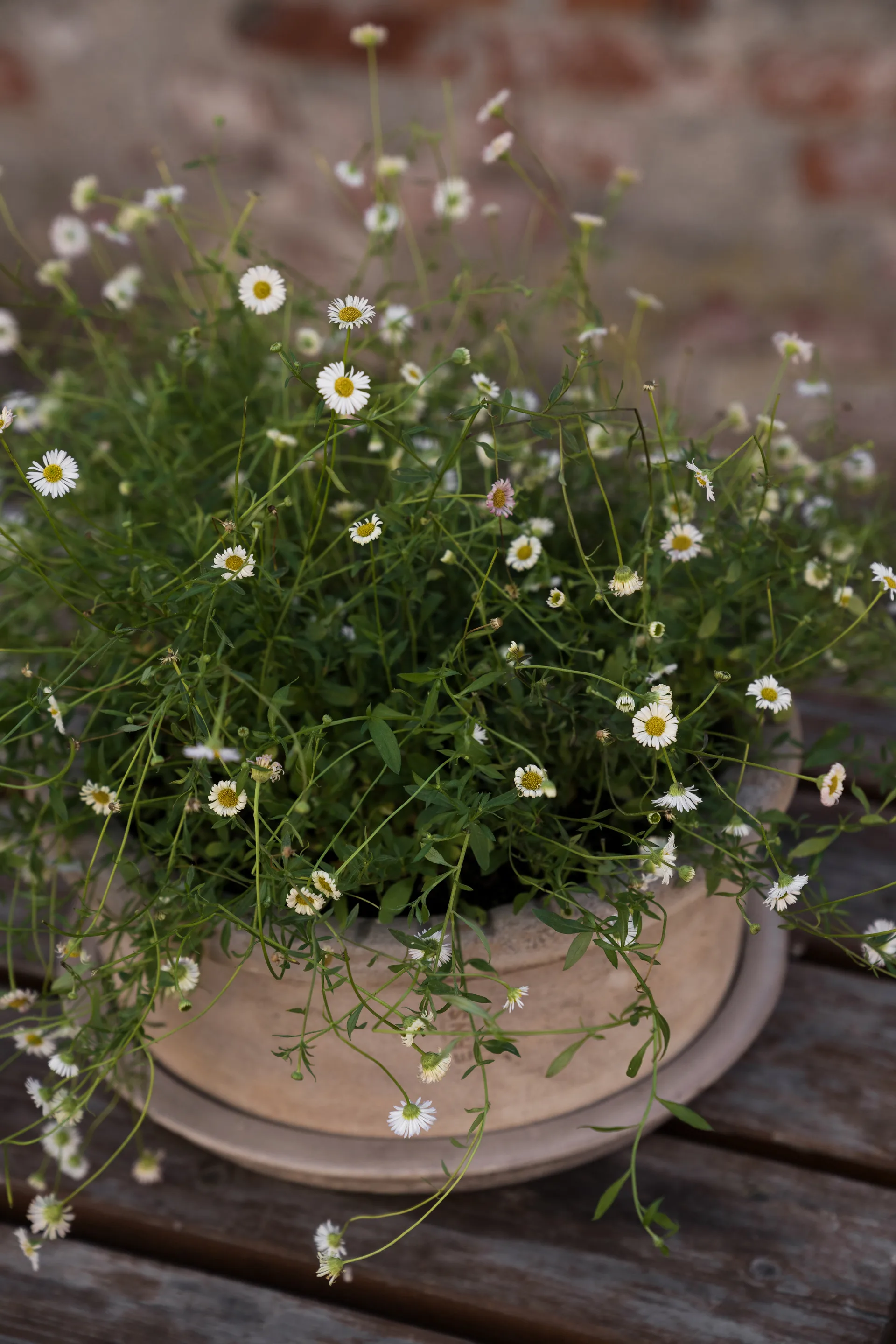 Ernst terrakotta kruka med fat, Ø33x12 cm ERNST