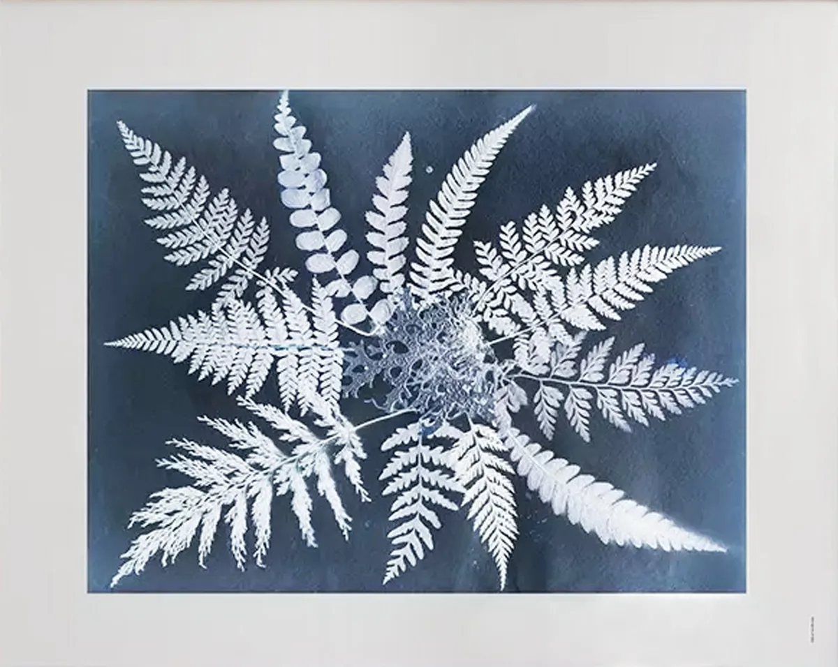 Fine Little Day Fern star poster 40x50 cm
