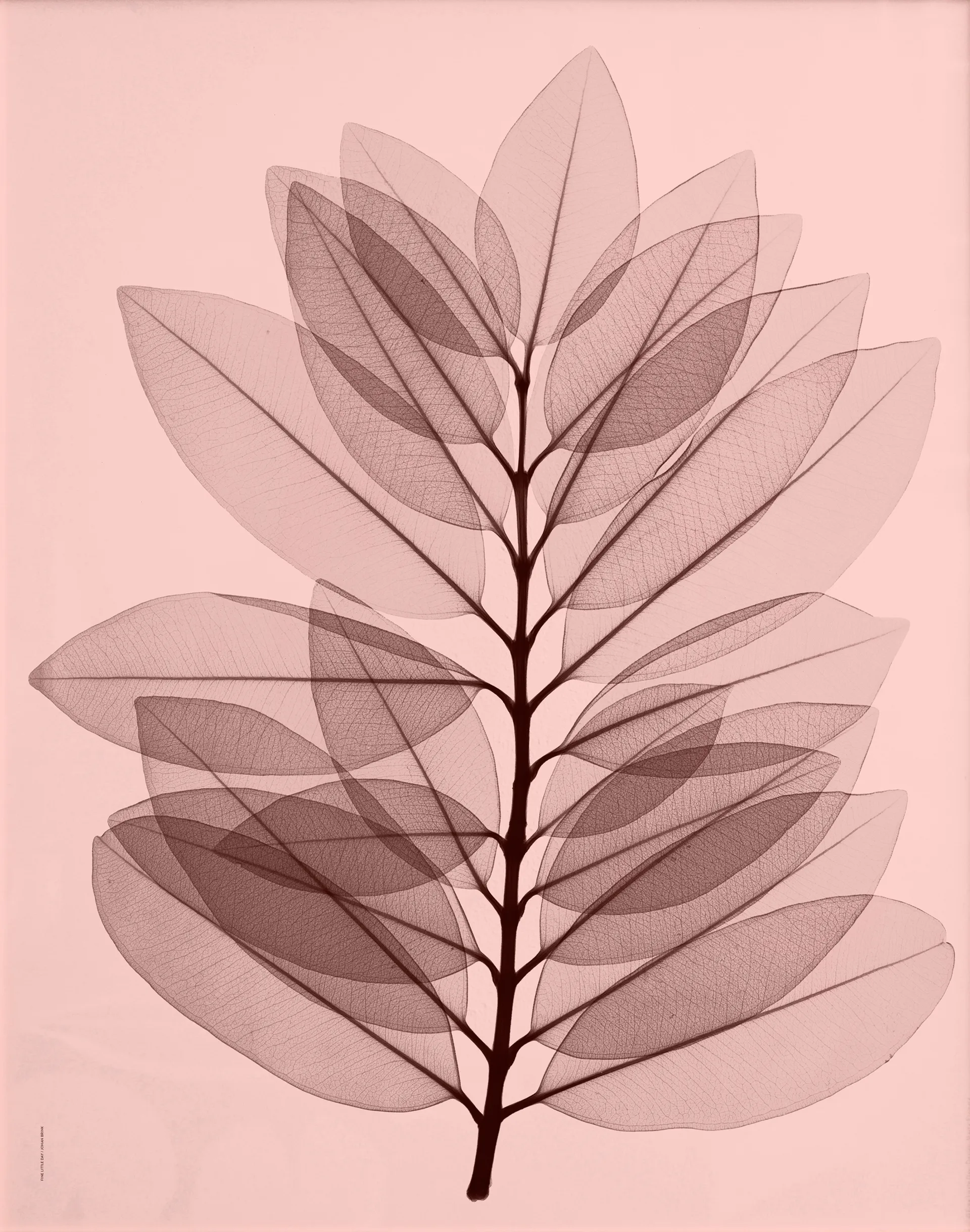 Metrosideros excelsea poster, 40x50 cm Fine Little Day