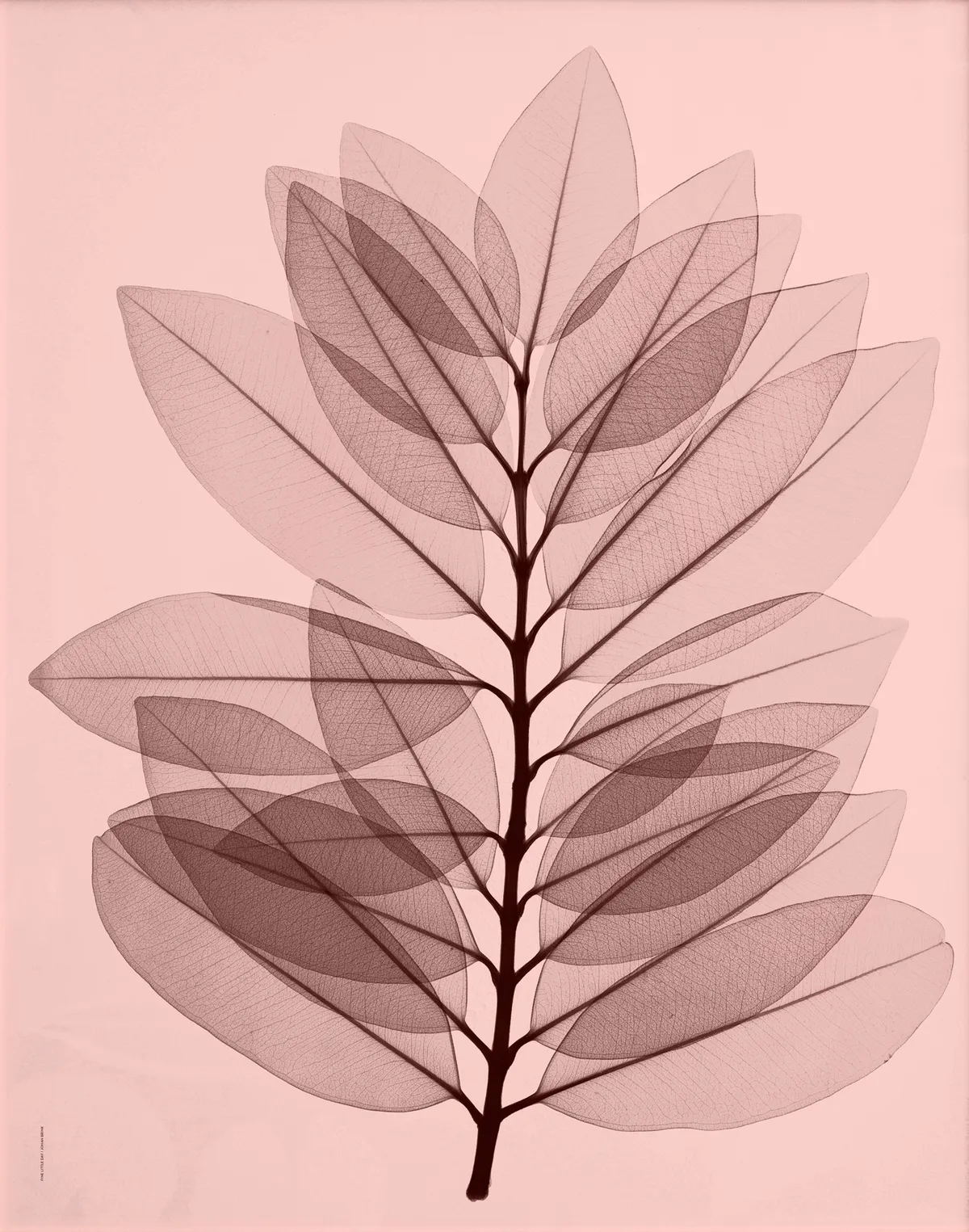 Fine Little Day Metrosideros excelsea poster 40x50 cm