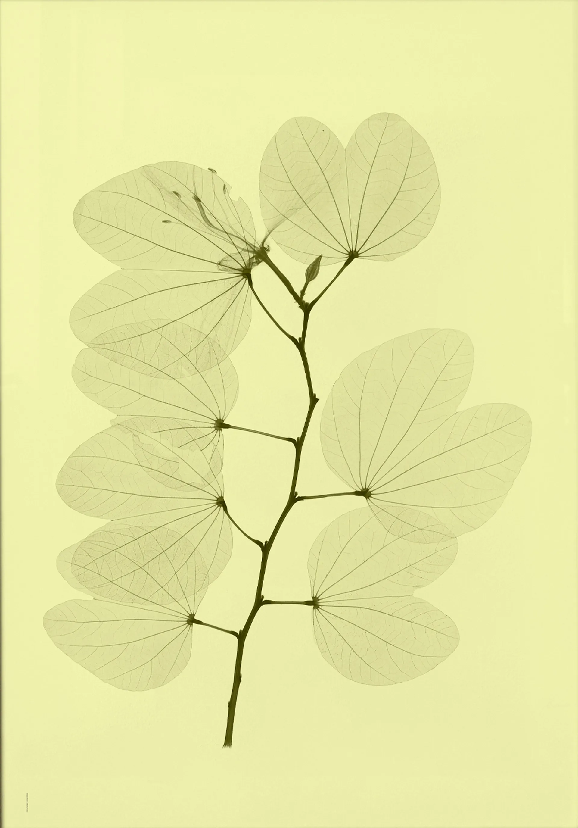 Orkidebauhinia poster, 70x100 cm Fine Little Day