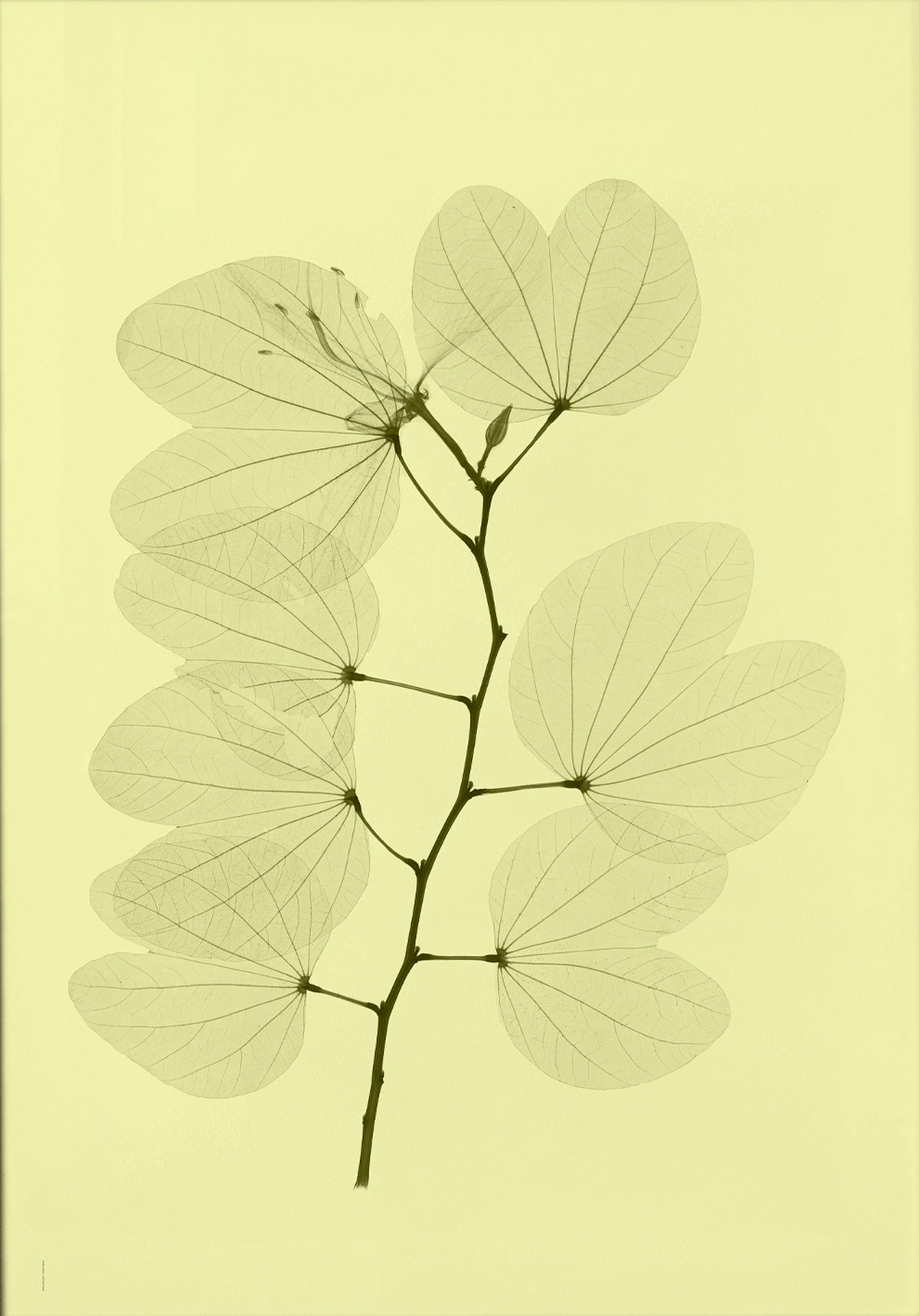 Fine Little Day Orkidebauhinia poster 70x100 cm