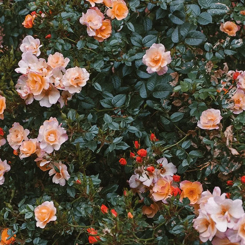 Fine Little Day ROSES ポスター 70x100cm ROSE GARDEN POSTER - 70