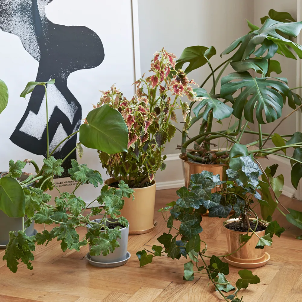 Botanical Family kruka, anthracite, medium, med fat Ø13.5 cm HAY