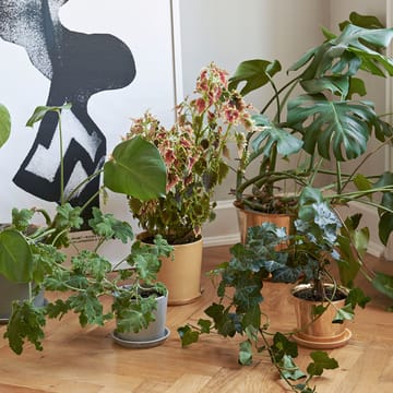 Botanical Family kruka - dusty green, large, med fat Ø18 cm - HAY