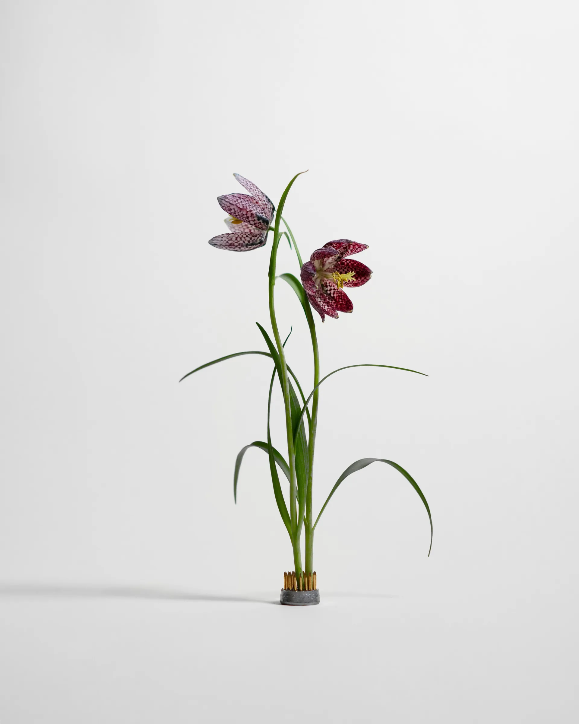 Kenzan vas, Ø2,3 cm Hein Studio