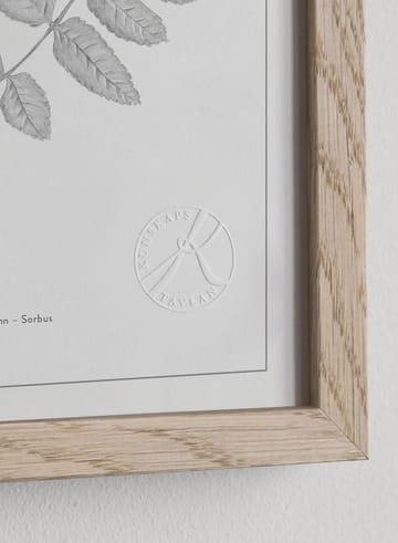 Lövträd blyerts poster - 30x40 cm - Kunskapstavlan®