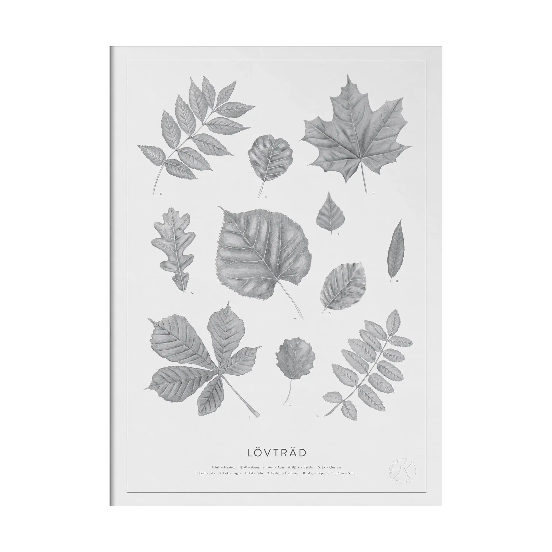 Lövträd blyerts poster, 50x70 cm Kunskapstavlan®