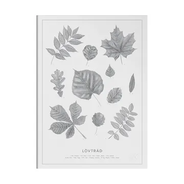Lövträd blyerts poster - 50x70 cm - Kunskapstavlan®