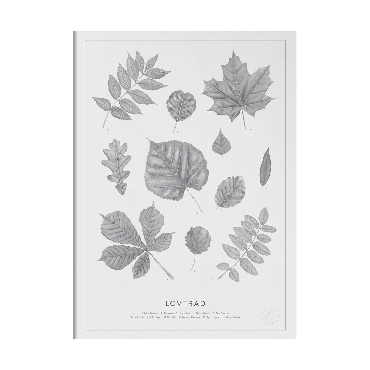 Kunskapstavlan Lövträd blyerts poster 50x70 cm | Skandinavisk Design | Posters | Vit
