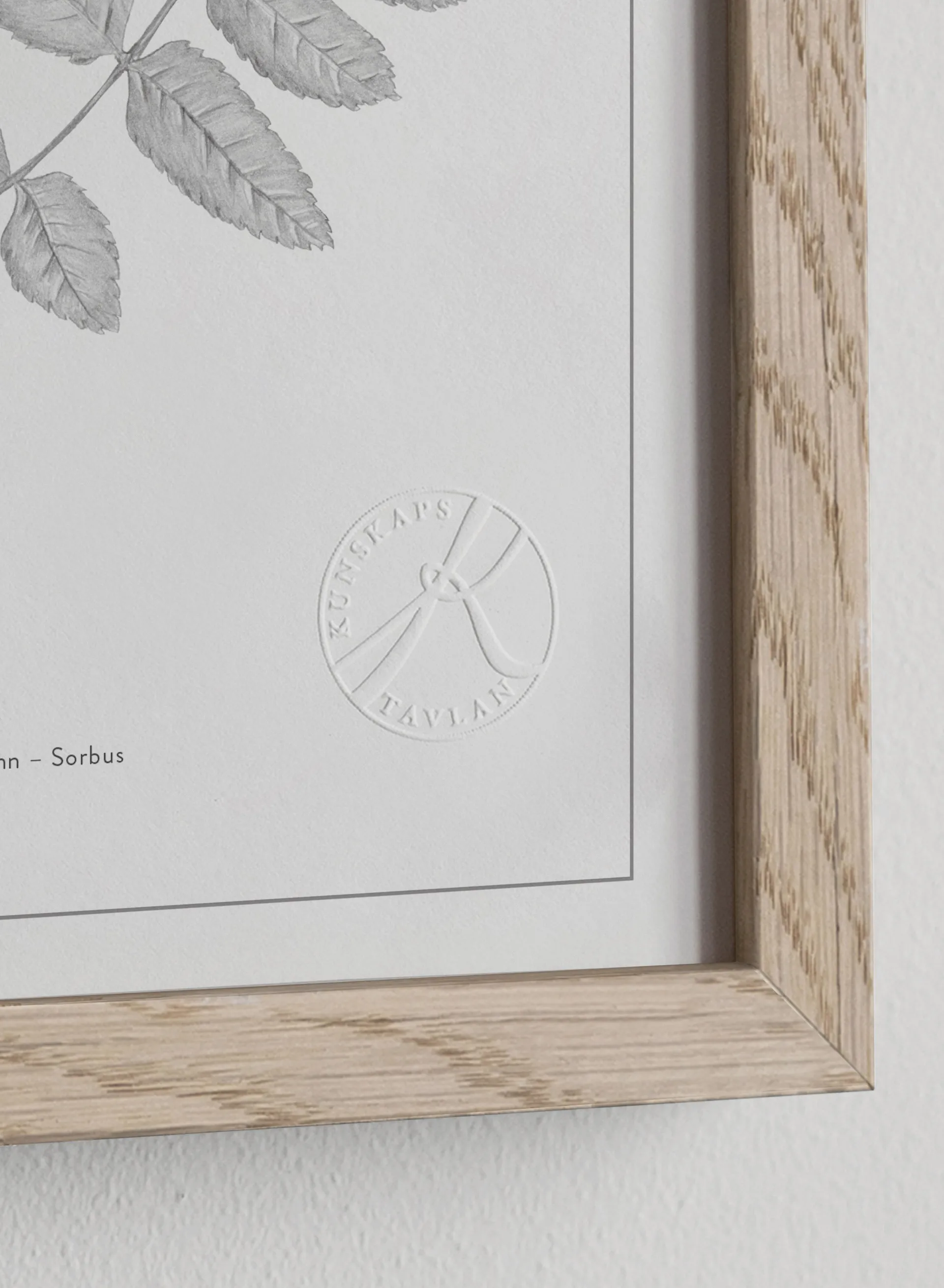 Lövträd blyerts poster, 50x70 cm Kunskapstavlan®