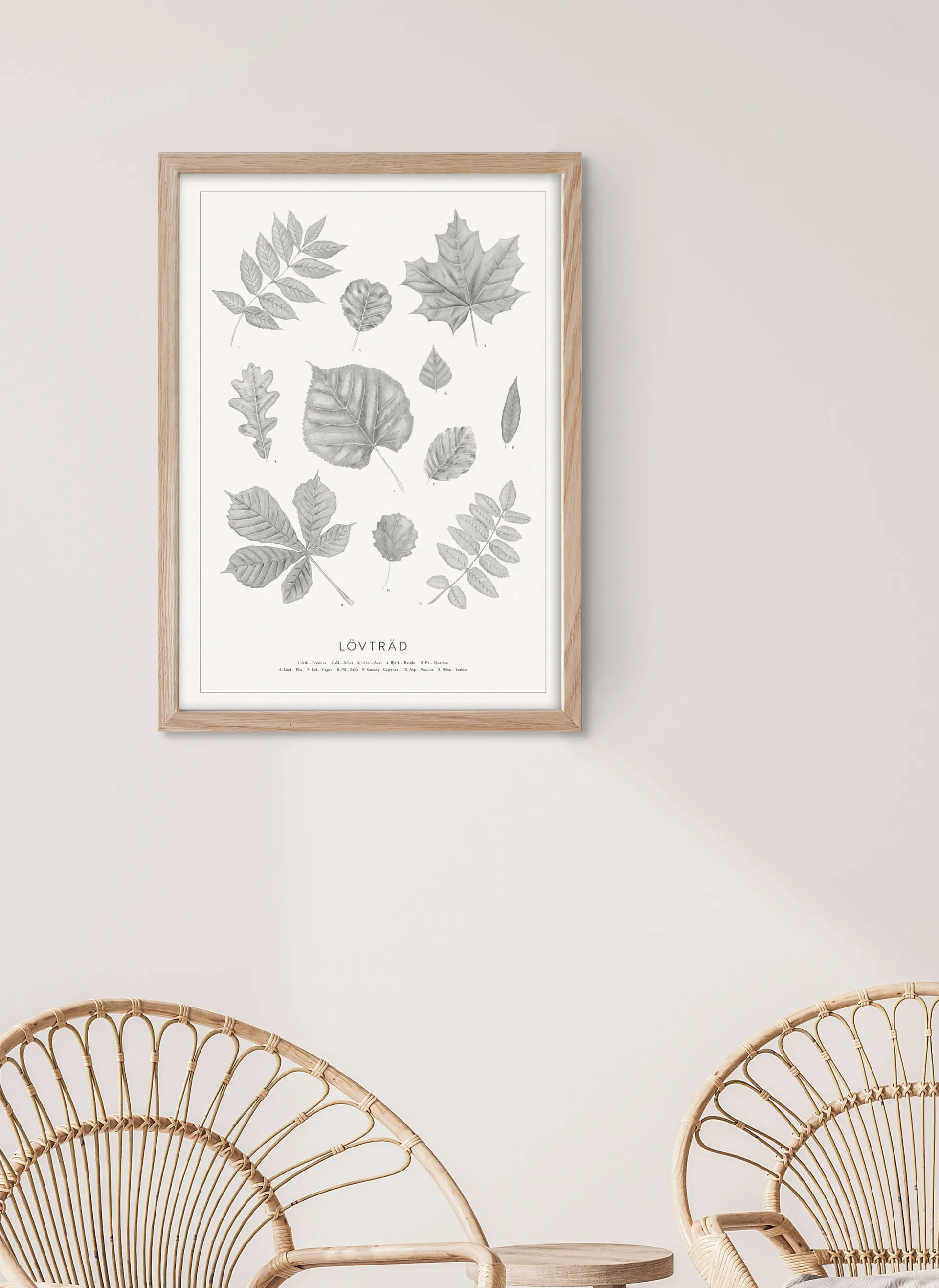 Lövträd blyerts poster, 50x70 cm Kunskapstavlan®