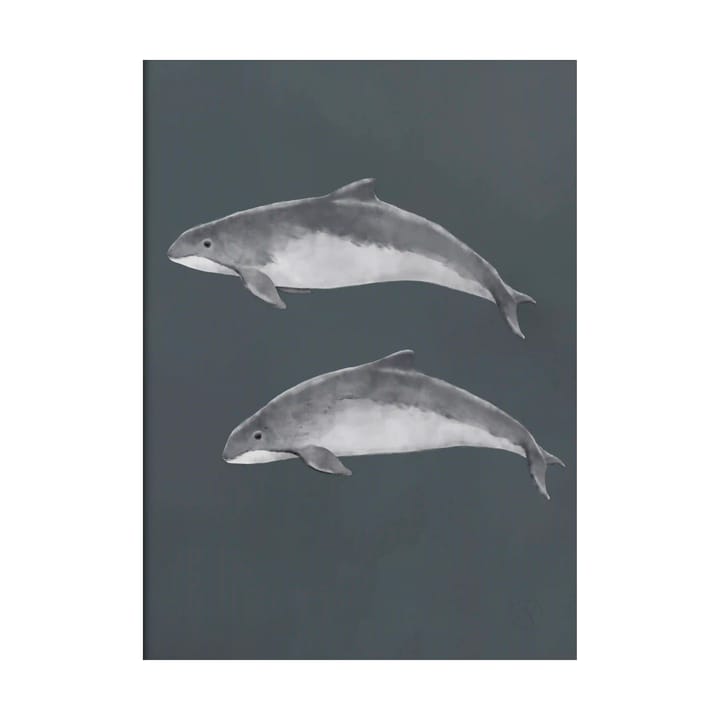 Östersjötumlare poster, 30x40 cm Kunskapstavlan®
