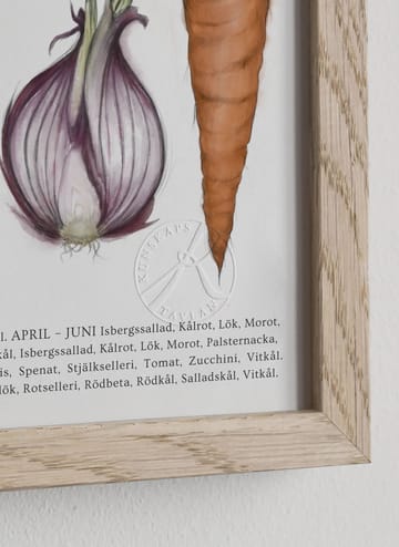 Säsongens Grönsaker poster - 50x70 cm - Kunskapstavlan®