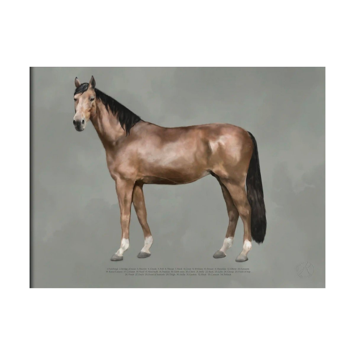 Kunskapstavlan The anatomy of the horse poster 50x70 cm