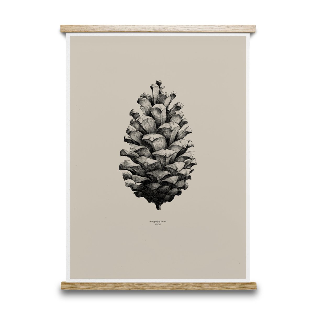 1:1 Pine Cone poster sand, 50x70 cm
