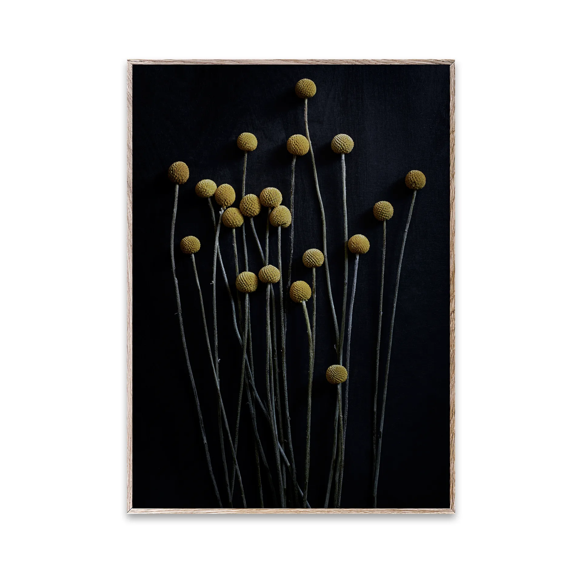 Still Life 01 Yellow Drumsticks poster, 30x40 cm Paper Collective