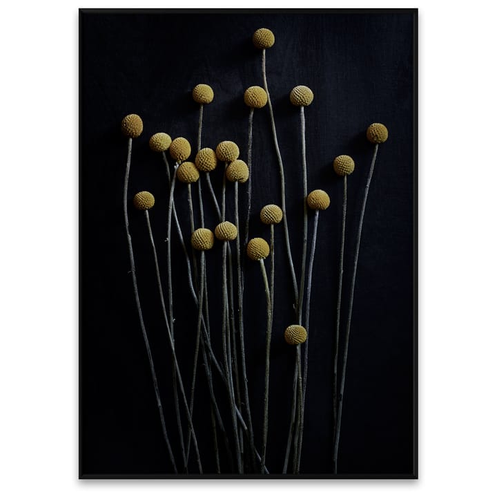 Still Life 01 Yellow Drumsticks poster - 50x70 cm - Paper Collective