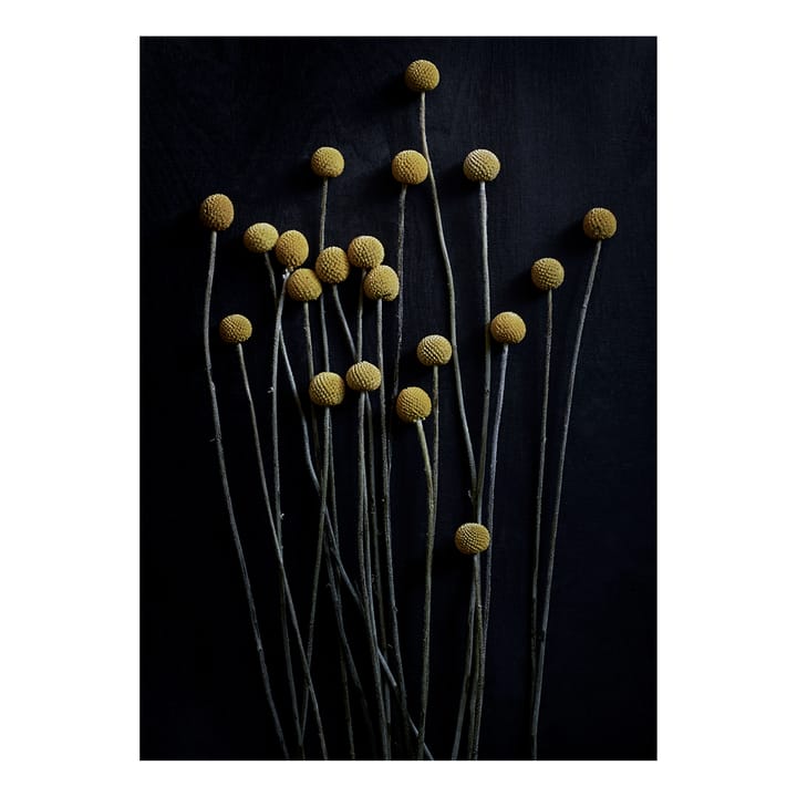 Still Life 01 Yellow Drumsticks poster - 50x70 cm - Paper Collective