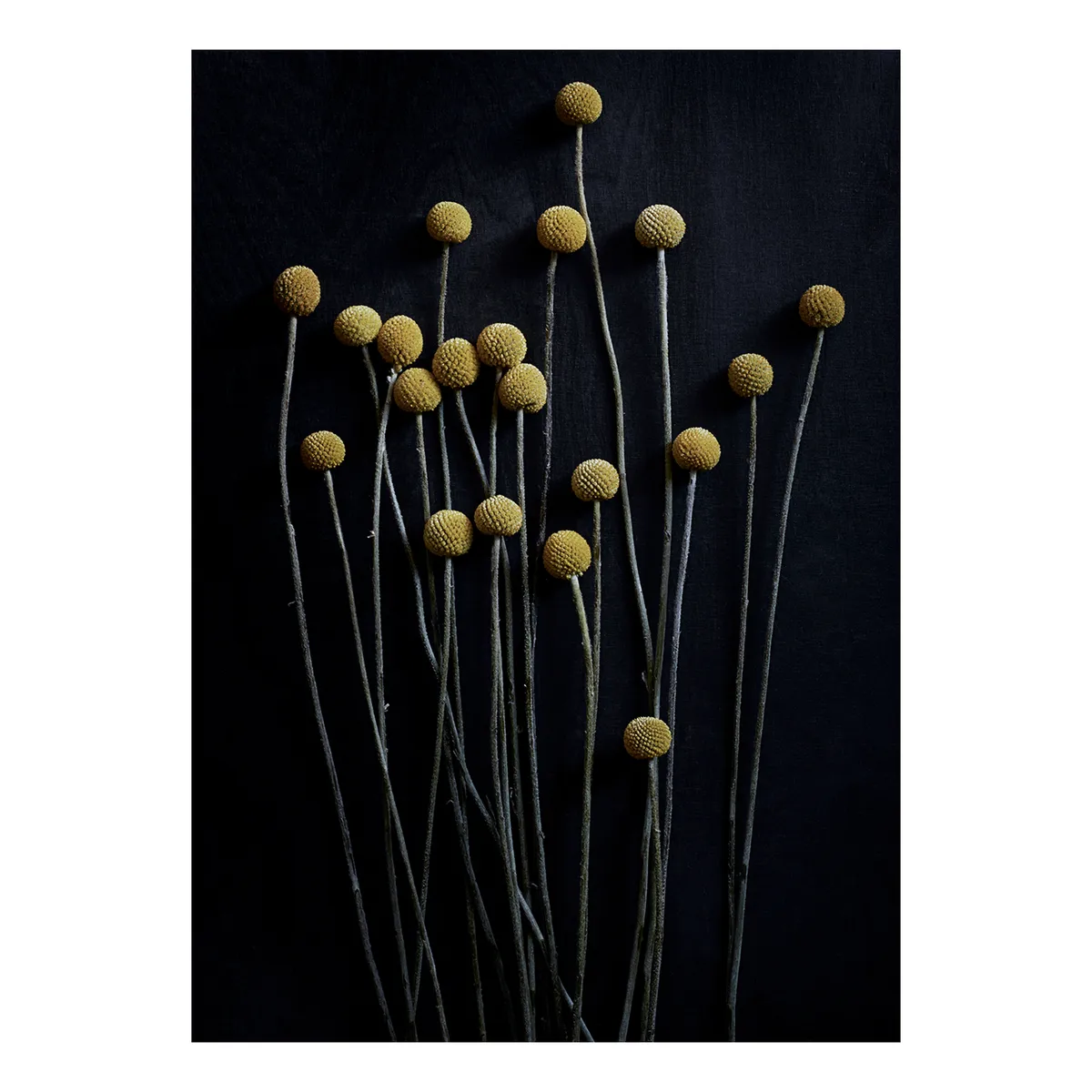 Paper Collective Still Life 01 Yellow Drumsticks poster 50x70 cm