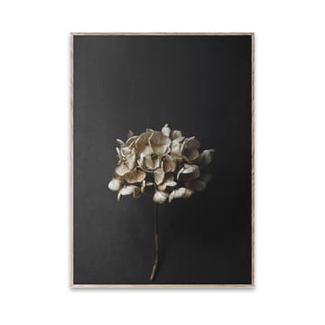 Still Life 04 Hydrangea poster - 30x40 cm - Paper Collective