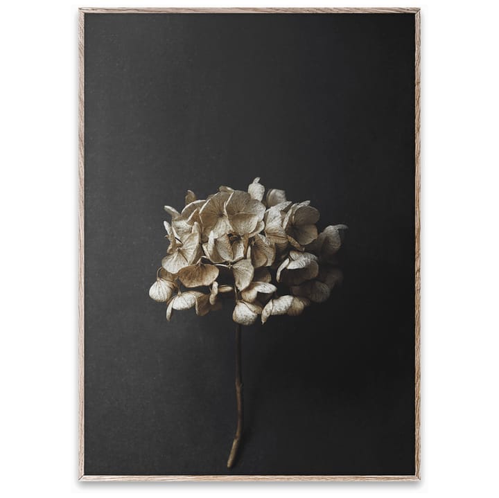 Still Life 04 Hydrangea poster - 50x70 cm - Paper Collective